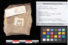 Foto (Objekt + Etikett) von Pinus praepumilio Ettingshausen (NHMW-GEO-2024-0188-0253)